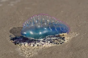 Portuguese Man o’ war Portuguese Man o' war on the beach of Padre Island, Texas