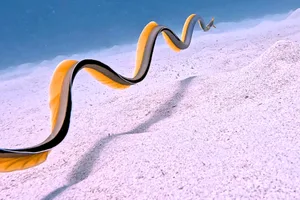 Ribbon eel Ribbon eel
