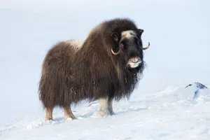 Muskox in Winter Musk Ox in winter at Dovrefjell National Park, Norway.