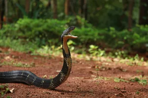 King cobra, Ophiophagus hannah is a venomous snake species of elapids endemic to jungles in Southern and Southeast Asia, goa india ePhotocorp/Getty Images