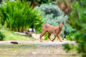 Caracal hunting rat A caracal hunting a rat in Kirstenbosch National Botanical Gardens, Cape Town, South Africa, where they have been found to be exposed to high levels of rat poisons