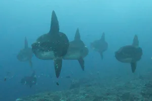 Ocean sunfish Ocean sunfish