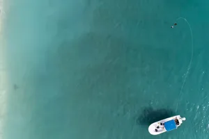Blacktip shark hearing Blacktip shark hearing
