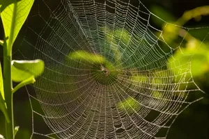 Spider web with dew drops Spider web with dew drops