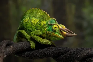 Jackson chameleon Jackson chameleon, Trioceros jacksonii