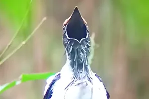 Bearded bellbird Bearded bellbird