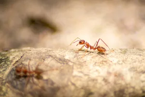 egret hunt fish at river in nature Macro close up beautiful Red imported fire ant find catch and hunt food in nature and copy space for use