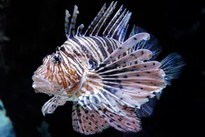 Pterois antennata Close up of spotfin lionfish (Pterois antennata) swimming in aquarium.