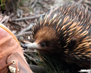 Echidna sniffing boot Echidna sniffing boot