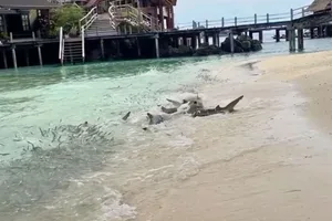 Blacktip reef sharks hunting on beach Blacktip reef sharks hunting on beach