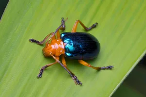 Bombardier beetles (Brachinus spp.) are an intriguing insect species renowned for their distinct defense technique: the ability to expel a scalding, unpleasant chemical mist to ward off threats. ePhotocorp/ Getty Images