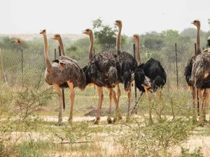 North African ostriches released in Niger North African ostriches released in Niger