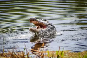 Alligator in swamp eating prey Jaimie Tuchman/Getty Images