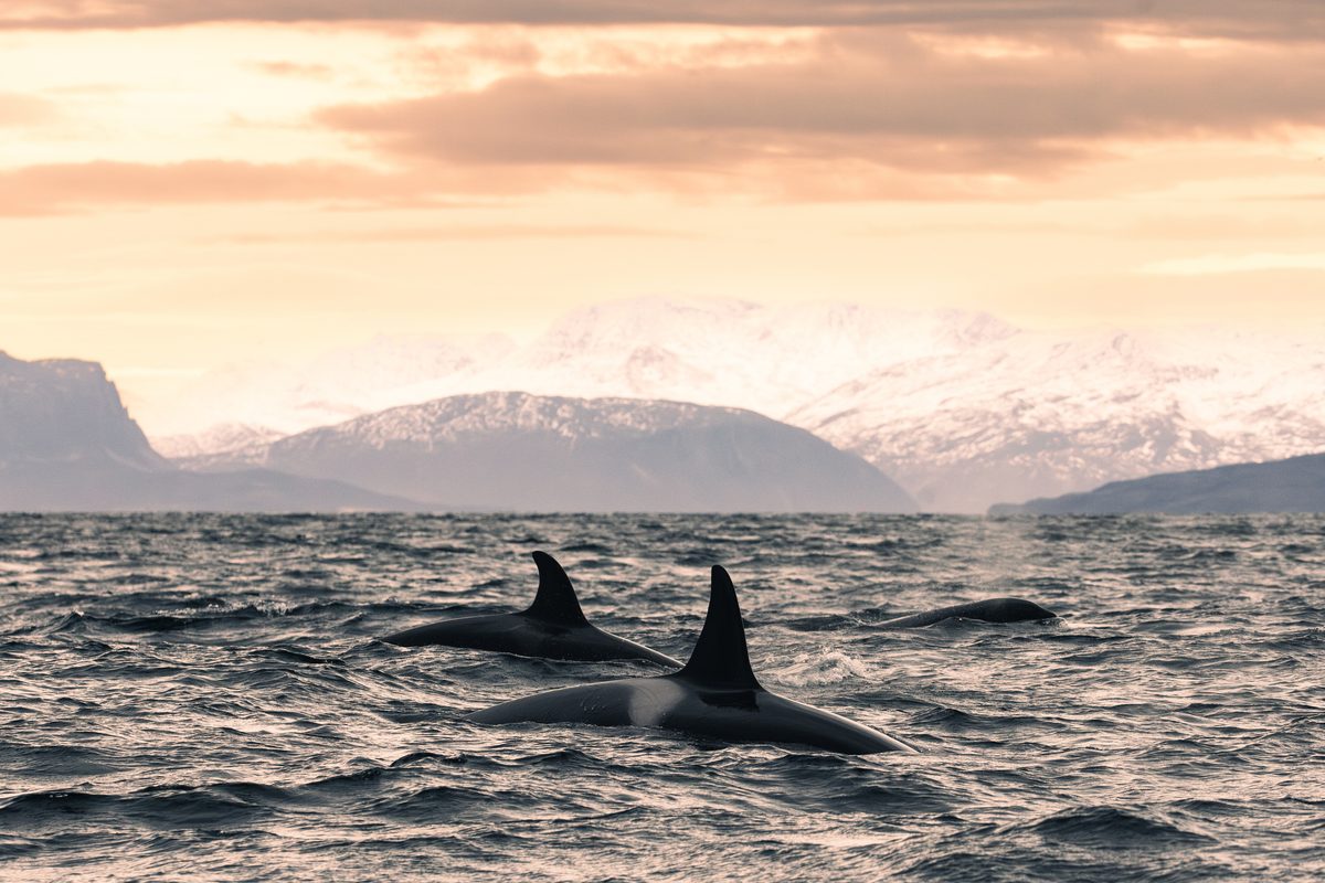 Experts tested whales’ teeth for nuclear fallout – and accidentally ...