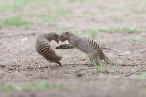 Banded mongoose Banded mongooses jumping, fighting and playing in a clearing
