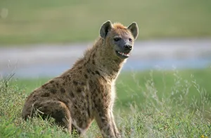 Spotted Hyena, crocuta crocuta, Pregnant Female, Masai Mara Park in Kenya Spotted Hyena, crocuta crocuta, Pregnant Female, Masai Mara Park in Kenya