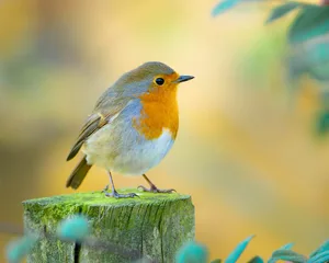 Close-up of a vibrant European robin perched on a moss-covered wooden post in nature Hogan/ Getty Images