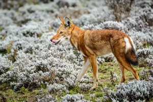 Ethiopian wolf, Canis simensis, also know as Abyssinian wolf, Simien wolf, Simien jackal, Ethiopian jackal, red fox, red jackal, Bale Mountains National Park, Ethiopia An Ethiopian wolves licks its lips