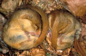 Common dormouse Dormouse sleeping Muscardinus avellanarius