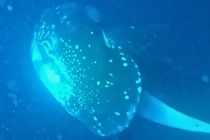 Orca carrying sunfish Orca with sunfish