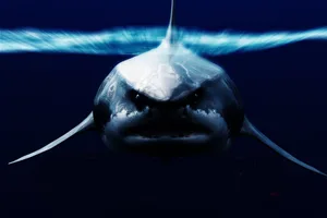 Megalodon shark megalodon