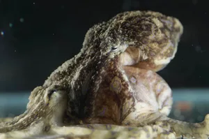 Blue lined octopus in tank Blue lined octopus in tank / Wen-Sung
