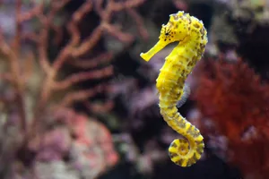 Why do seahorses look like horses Why do seahorses look like horses