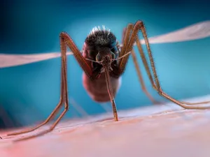 Deadliest insects Deadliest insects