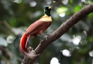 Bird of Paradise Animal Bird of Paradise
