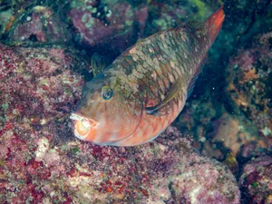 Beautiful Parrotfish, Calotomus japonicus. They has the parasitic Tainoe isopod in its mouth. and others. fish school. Hirizo beach, Nakagi port, Minami-Izu, Izu Peninsula, Shizuoka pref, Japan – 2025 Parrotfish