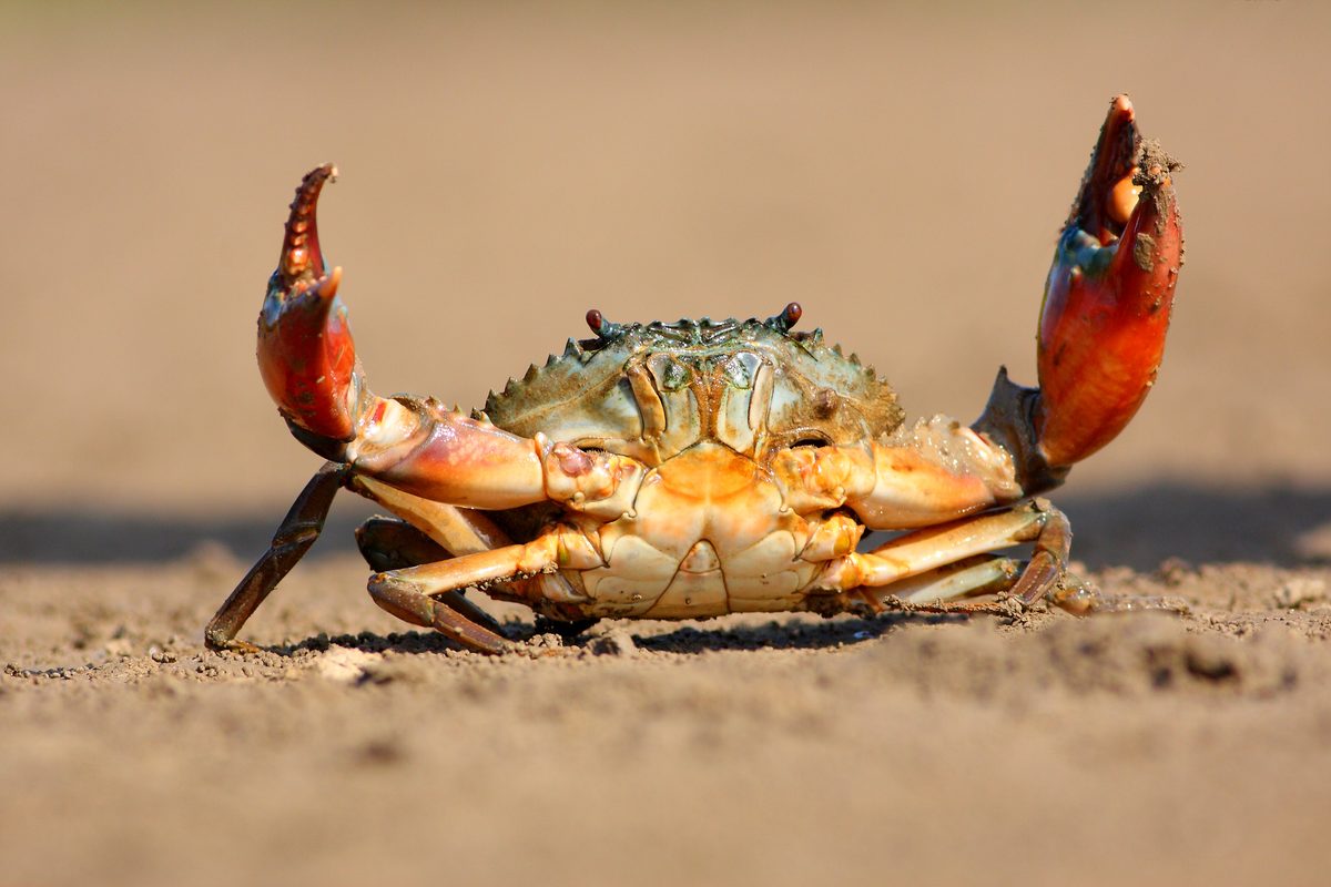 Why crabs walk sideways instead of forwards – and the answer is stranger than you think - BBC Wildlife Magazine image