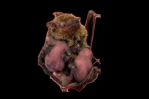 Bat-MotherA-ndPups-landscape (1)