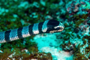 Yellow-lipped sea krait Yellow-lipped sea krait, Laticauda colubrina, head, underwater, Deep Rock, Malapascua, Cebu Province, Philippines (Photo by: Auscape/Universal Images Group via Getty Images)