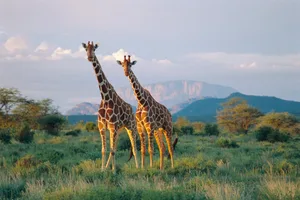 Kenya, reticulated giraffes in Buffalo Springs National Reserve Pair of reticulated giraffes in Buffalo Springs National Reserve