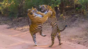 Two Bengal Tigers in fight with each other Two Bengal Tigers in fight with each other