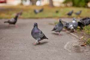 A pigeon on a paved path A pigeon on a paved path