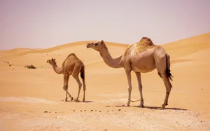 How long can animals last without water How long can animals last without water