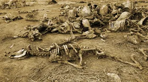Large stack of animal bones Large heap of animal bones laying down on the land.