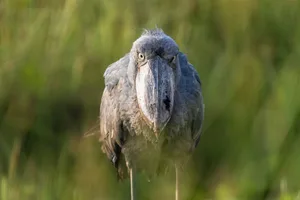 Extreme close-up of a Shoebill (Balaeniceps rex) showing its unique prehistoric beak and intense yellow eyes in Mabamba Swamp, Uganda Extreme close-up of a Shoebill (Balaeniceps rex) showing its unique prehistoric beak and intense yellow eyes in Mabamba Swamp, Uganda. Credit: Jeff Kingma