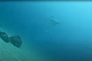 Nurse shark camera films great white shark in Florida Nurse shark camera films great white shark in Florida