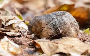 Hottentot golden mole