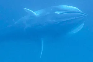 Omuras whale Omura's whale