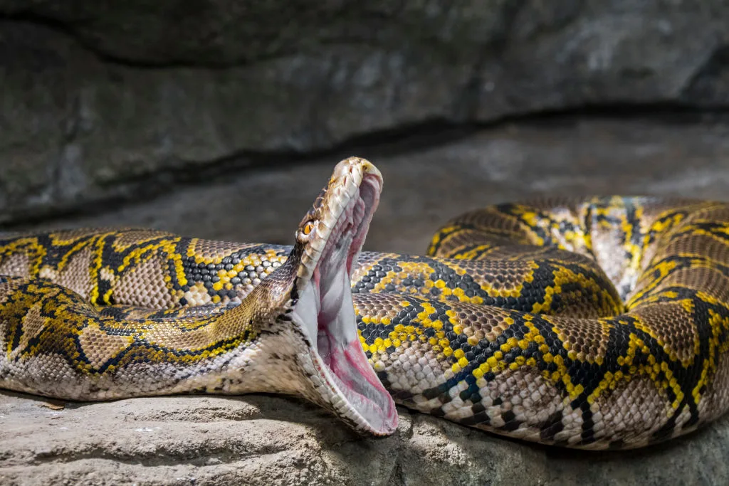 "Constriction prevents blood from reaching vital organs, including the ...