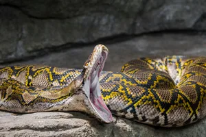 Reticulated python. Reticulated python (Malayopython reticulatus / Python reticulatus) nonvenomous constrictor snake native to South / Southeast Asia with wide open mouth. (Photo by: Philippe Clement/Arterra/Universal Images Group via Getty Images)
