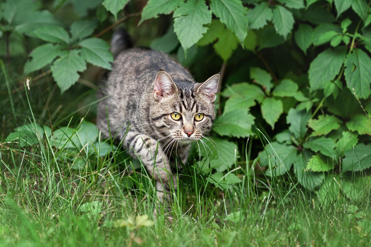 Why the RAF parachuted cats into Borneo’s mountains – the bizarre true story