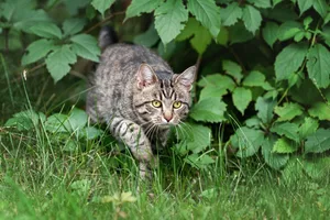Domestic cat Young tabby domestic cat hunting in the green grass at summer