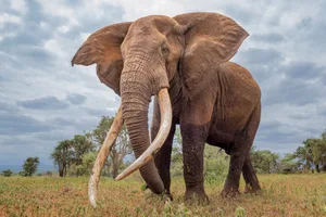 Big tusker Craig in Amboseli, Kenya with a clouded sky in the background A Big tusker, Craig, in Amboseli, Kenya with a clouded sky in the background