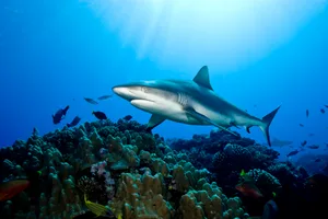 How do sharks mate How do sharks mate