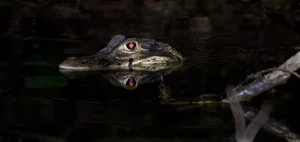Caiman Caiman eyes glowing red in the light.