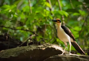 Yellow-headed Picathartes (Picathartes gymnocephalus) The bird who’s living for 44 million years: yellow-headed Picathartes or White-necked Rockfowl, Ashanti Region, Ghana